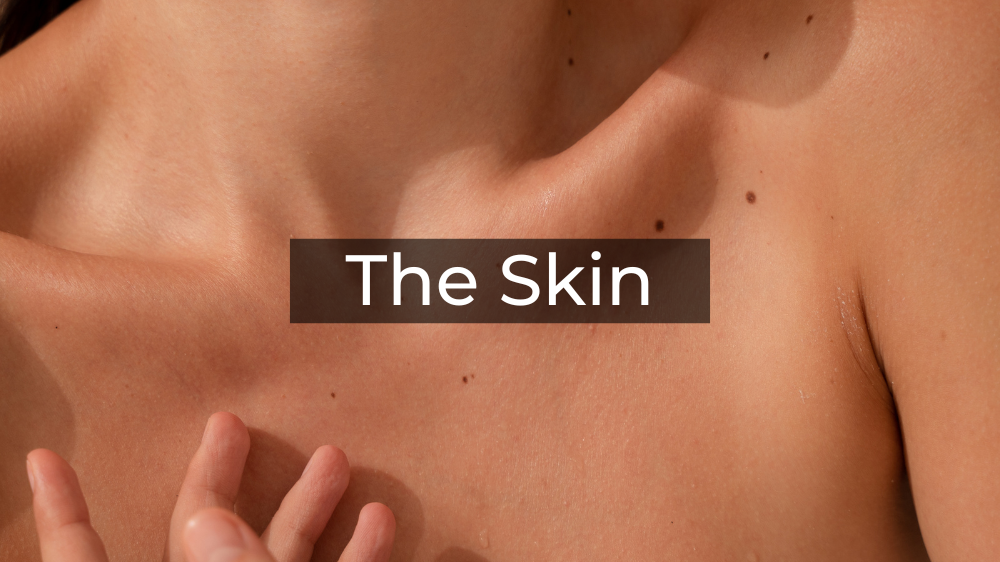 The Skin
